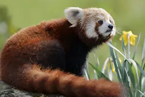 Panda: Red panda (Ailurus fulgens), captive, occurring