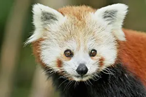 Panda: Red panda (Ailurus fulgens), captive, Switzerland