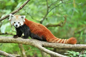 Panda: Red panda (Ailurus fulgens), captive, Switzerland