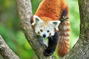 Panda: Red panda (Ailurus fulgens), captive, Switzerland