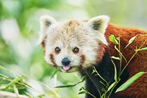 Panda: Red panda (Ailurus fulgens), captive, Switzerland