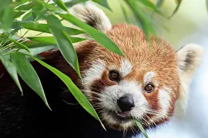 Audience: Red panda (Ailurus fulgens), eats bamboo, observes