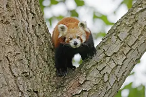 Ailurus: Red panda (Ailurus fulgens fulgens) climbing a branch