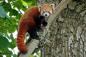 Red panda (Ailurus fulgens fulgens) climbing a tree