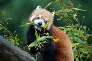 Ailurus: Red panda (Ailurus fulgens fulgens) feeding, captive