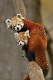 Ailurus: Red panda (Ailurus fulgens fulgens) Old animal with