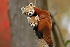 Ailurus: Red panda (Ailurus fulgens fulgens) Old animal with