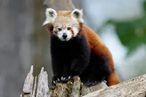 Ailurus: Red panda (Ailurus fulgens fulgens) on a tree trunk