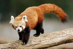 Ailurus: Red panda (Ailurus fulgens fulgens) on a tree trunk
