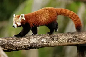 Ailurus: Red panda (Ailurus fulgens fulgens) on a tree trunk
