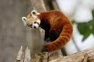 Ailurus: Red panda (Ailurus fulgens fulgens) on a tree trunk