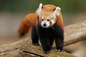 Ailurus: Red panda (Ailurus fulgens fulgens) on a tree trunk