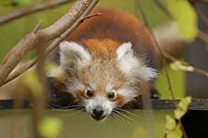 Ailurus: Red panda (Ailurus fulgens fulgens) young, animal portrait
