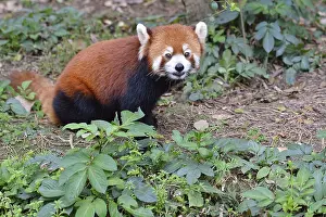 Chengdu: Red panda (Ailurus fulgens) on ground, Chengdu Research
