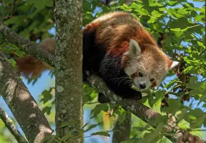 Rarity: A red panda, Ailurus fulgens, in maple tree