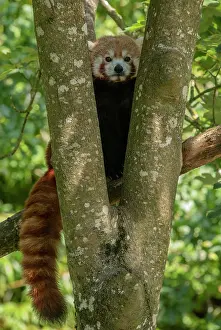 Rarity: A red panda, Ailurus fulgens, in maple tree