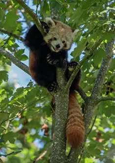 Rarity: A red panda, Ailurus fulgens, in maple tree