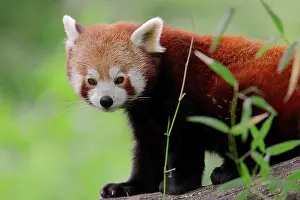 Ailurus: Red Panda (Ailurus fulgens), native to China, captive