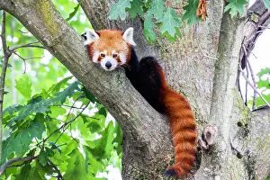 Panda: Red panda (Ailurus Fulgens) - - portrait. Cute animal