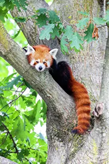 Panda: Red panda (Ailurus Fulgens) - - portrait. Cute animal