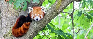 Panda: Red panda (Ailurus Fulgens) - - portrait. Cute animal