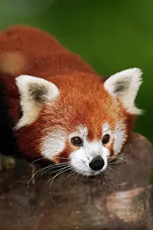 Ailurus: Red Panda (ailurus fulgens), Portrait of Adult