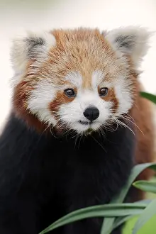 Panda: Red panda (Ailurus fulgens), portrait, captive