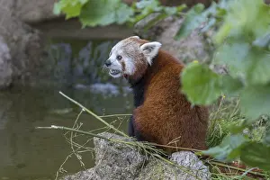 Riverbanks: One red panda, Ailurus fulgens, sitting riverside on a rock
