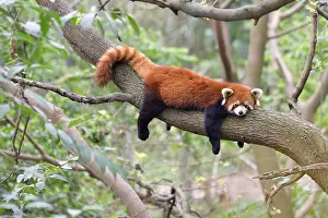 Phytophage: Red panda (Ailurus fulgens) sleeping on a branch