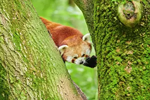 Ailurus: Red panda (Ailurus fulgens), on a tree, captive
