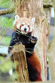 Panda: Red panda (Ailurus fulgens) in a tree, captive