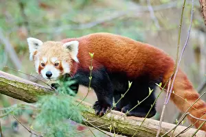 Panda: Red panda (Ailurus fulgens) in a tree, captive
