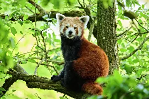 Panda: Red panda (Ailurus fulgens) in a tree, captive