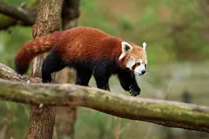 Ailurus: Red panda (Ailurus fulgens), walking on a branch