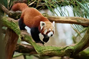 Ailurus: Red panda (Ailurus fulgens), walking on a branch