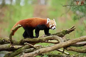 Ailurus: Red panda (Ailurus fulgens), walking on a branch