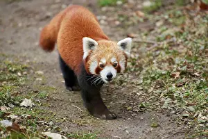 Ailurus: Red panda (Ailurus fulgens), walking on the ground