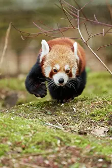 Ailurus: Red panda (Ailurus fulgens), walking on the ground