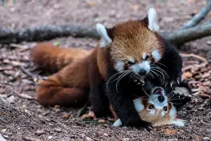 Pushing: Red Panda female pushing advancing male away Republic