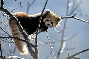 Pandas: Red Panda, Firefox, or Lesser Panda (Ailurus fulgens)