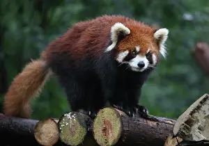 Chengdu: The Red panda at the Giant Panda Protection