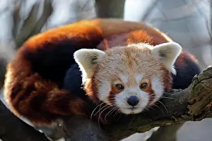 Thoughtful: Red Panda or Lesser Panda (Ailurus fulgens)