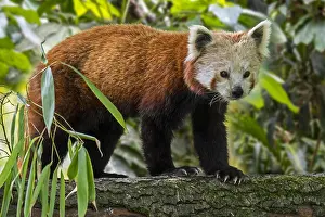 Tomcat: Red panda, lesser panda (Ailurus fulgens) walking