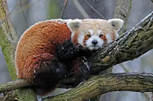 Singly: Red Panda, Lesser Panda (Ailurus fulgens) in winter