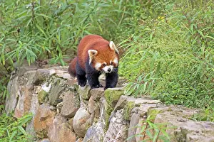 Pandas: Red Panda / Lesser Panda / Red Bear-cat / Red Cat-Bear