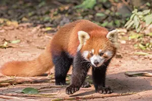Red Panda / Lesser Panda / Red Bear-cat / Red Cat-Bear