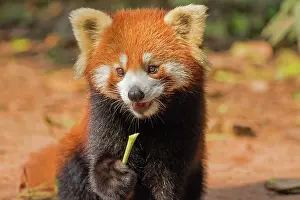 Pandas: Red Panda / Lesser Panda / Red Bear-cat / Red Cat-Bear