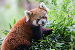 Lesser: Red Panda / Lesser Panda / Red Bear-cat / Red Cat-Bear