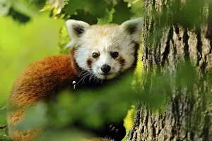 Curiosity: Red panda looking curiously from behind a tree, Red panda