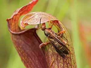 Appalachians: A Red Paper Wasp